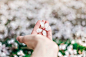 Hand holding cherry blossom with blossom on grass lawn below, Madrid