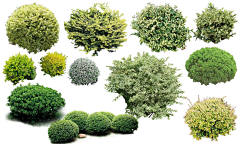 Material | PS | Plant | Bush灌木-花瓣网|陪你做生活的设计师 | 色。图片下载