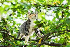 点击来源直接获取大图文件 |可爱好奇的小猫爬上树准备跳跃