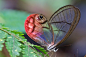 透明蝴蝶的学名是Greta Oto，它又被称作透翅蝶或者玻璃翼蝶。然而，并不是蝴蝶进化出了透明翅膀，而是它们不像其他蝴蝶和蛾子一样，翅膀上没长彩色鳞片。