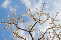 春天,杏树,花朵,户外,季节,夏天,明亮,白色,粉色,清新