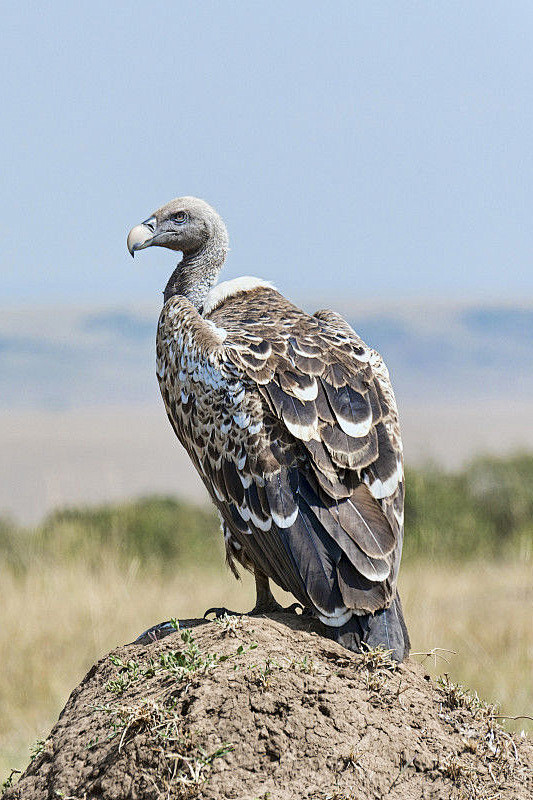 鹰形目鹰科兀鹫属黑白兀鹫