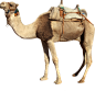 骆驼 骆驼图片卡通骆驼模板PNG模板