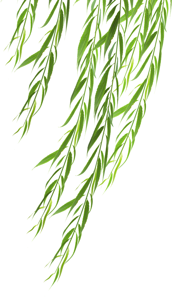 柳条，柳树，柳叶，柳枝，高清植物免抠素材