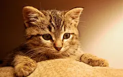 高清晰好奇可爱的猫咪壁纸封面大图
