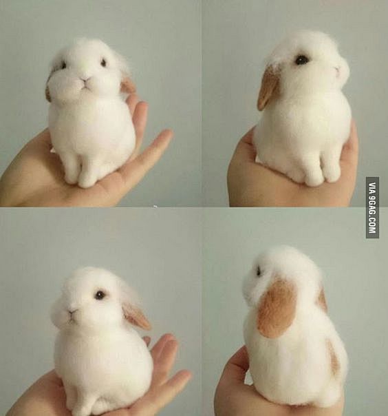 Bunny perfection. So...