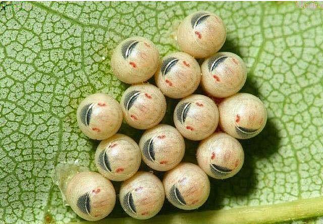 臭屁虫的幼卵