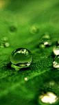 绿色小清新露珠H5背景 背景 设计图片 免费下载 页面网页 平面电商 创意素材