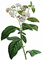 国外手绘植物花朵大全图片 第24张 尺寸:1540x2200 (天堂图片网)