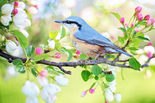 春鸟，鸟，春天，蓝色，自然，枝杈