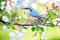 春鸟，鸟，春天，蓝色，自然，枝杈