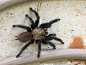 【图片】关于aph属德克斯棕蜘蛛，德州金背品种与实物不符【蜘蛛之家吧】_百度贴吧