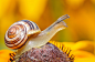 Gastropod in the Flower by Radoslaw_Jaszczynski on 500px