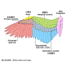 【画之前要先了解结构】让我们再复习下翅膀结构~ [扩展阅读：关于翅膀结构的详细介绍：|原画人官方微博 ]