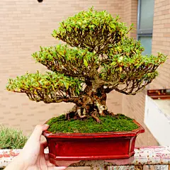 (已出）日本中品杜鹃日光 花果盆景 微型盆栽 实物拍摄-淘宝网