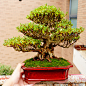 (已出）日本中品杜鹃日光 花果盆景 微型盆栽 实物拍摄-淘宝网