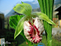 扇脉杓兰（学名：Cypripedium japonicum Thunb.）：植株高35-55厘米，具较细长的、横走的根状茎；茎直立，被褐色长柔毛，基部具数枚鞘，顶端生叶。叶通常2枚，近对生，位于植株近中部处，叶片扇形。花序顶生，具1花；花俯垂；萼片和花瓣淡黄绿色，基部多少有紫色斑点，唇瓣淡黄绿色至淡紫白色，多少有紫红色斑点和条纹；花瓣斜披针形，长4-5厘米，宽1-1.2厘米，先端渐尖，内表面基部具长柔毛；唇瓣下垂，囊状，近椭圆形或倒卵形。蒴果近纺锤形，疏被微柔毛。花期4-5月，果期6-10月。 生于海拔1