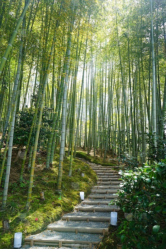 日本的竹林