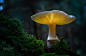 Glowing death cap