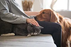 点击来源直接获取大图文件 |金毛猎犬和猫在主人旁边。