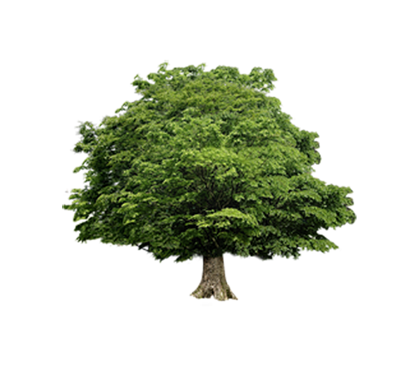 树透明素材抠图免扣素材png素材