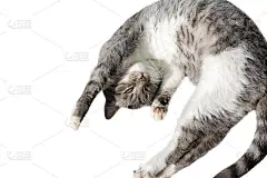 飞行或跳跃有趣的虎斑小猫孤立在白色背景。副本的空间。贺卡模板