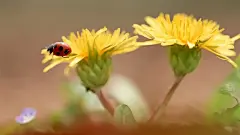 美丽成双的花儿桌面高清壁纸桌面壁纸2