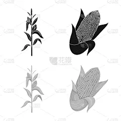 蔬菜,农业,食品,农场,玉米,植物,甜玉米,种植园,分离着色,生长