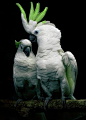 amazing cockatoos