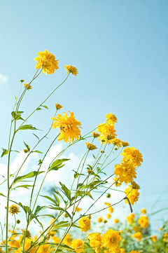 辰璇1207采集到花与花海