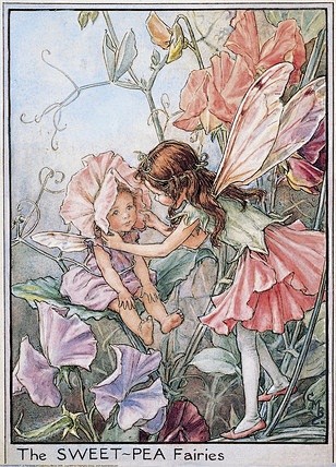 【搬】Flower Fairies花之精...