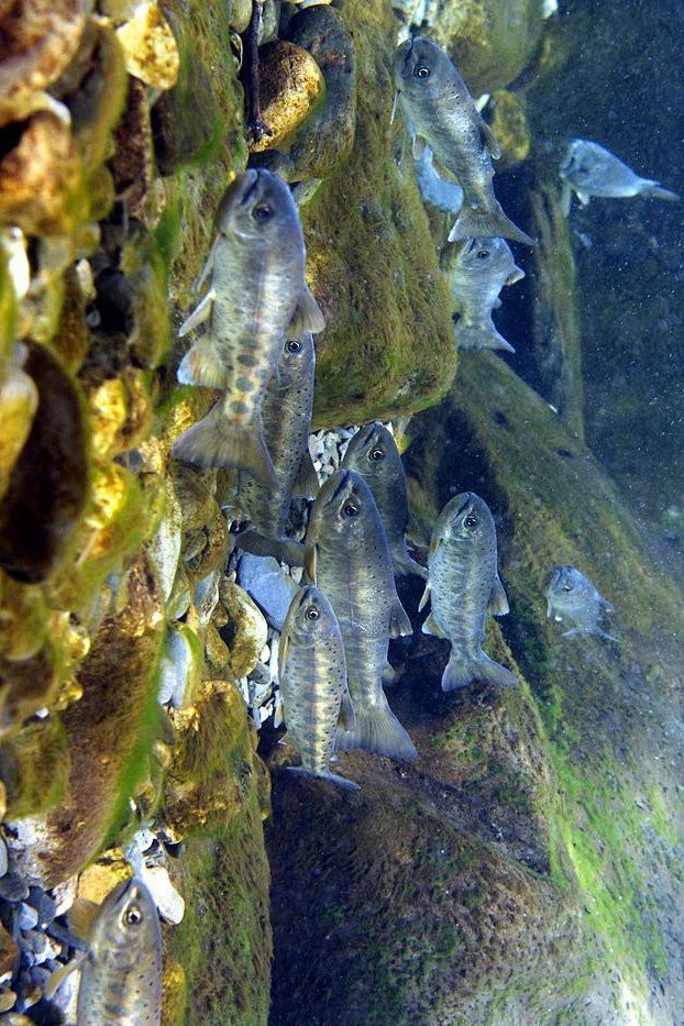 鲑形目鲑科台湾樱花钩吻樱鲑