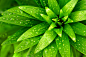 唯美绿叶植物特写高清图片 - 素材中国16素材网