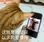 这就是我梦寐以求的爱情吗 猫猫