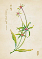 人五的相册-水彩本草-秦艽