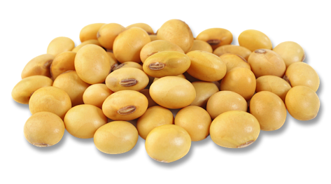 soybeanpng