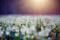 Photograph Snowflakes II by Martin Rak on 500px