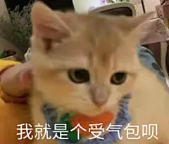 猫 奥润橘orange 丑橘 小橘子