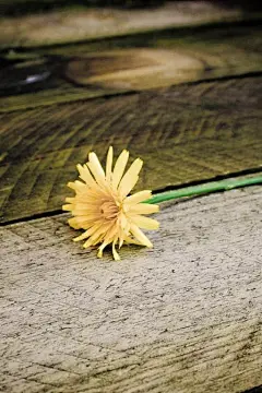 清新小花手机壁纸下载