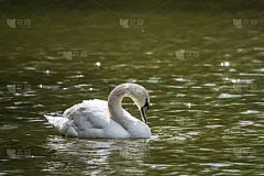 一只优雅的白天鹅在墨绿色的湖面上游泳。白天鹅倒映在水中