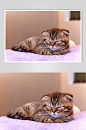 简洁悦目宠物猫咪高清摄影图片-众图网