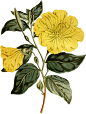 婚礼欧式手绘花朵草本植物复古典雅写实花卉PNG免抠素材  (9)