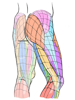 眠鹤采集到A-人体肌肉