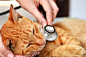 给猫咪看病的宠物医生图片素材