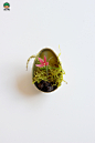 可爱有趣的复活节彩蛋植物饲养箱DIY制作图片教程