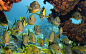 General _coral reef animals fish nature sea