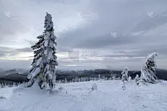 冬季蓝景观。云杉树在深雪山上清理在寒冷的晴天副本空间背景多云的天空。