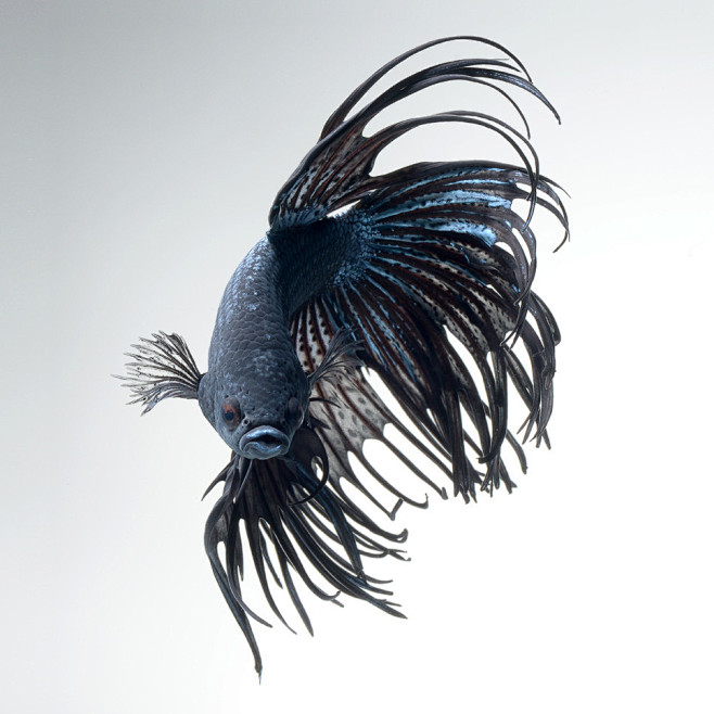 Photograph black wit...