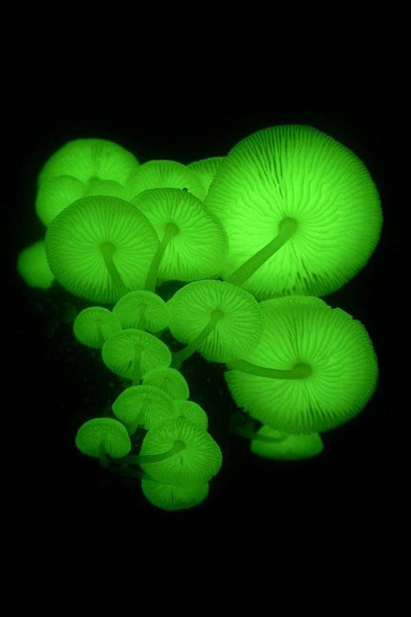 夜晚时萤光蕈的样子很像水母萤光荧光蕈图片绿色水母水母绿色卡萤光蕈