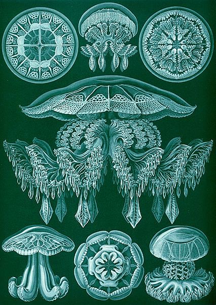 File:Haeckel Discome...